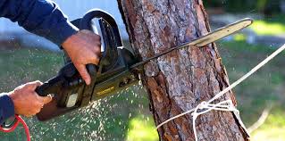 Best Arborist Consultation Services  in Mckinney, TX