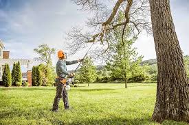 Mckinney, TX  Tree Services Company