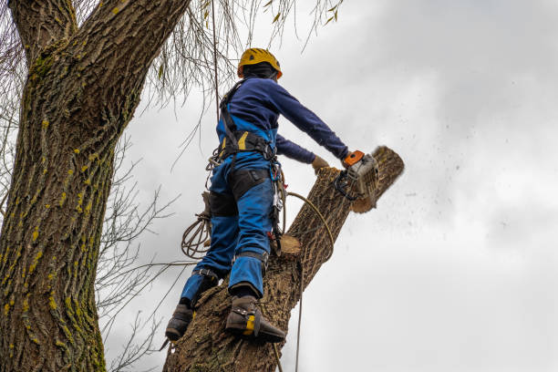 How Our Tree Care Process Works  in  Mckinney, TX